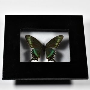 Mounted and Framed Butterfly - Paplilo maacki